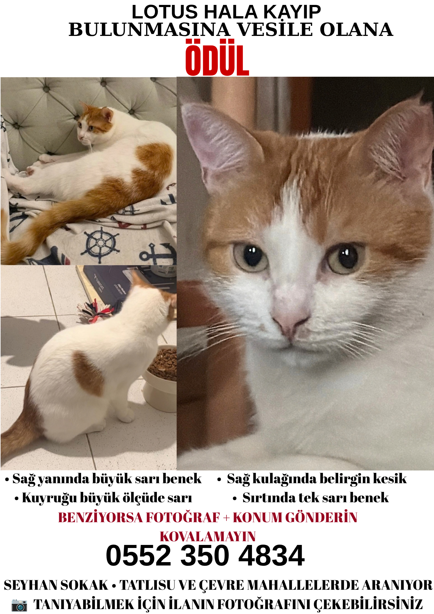 Kedi