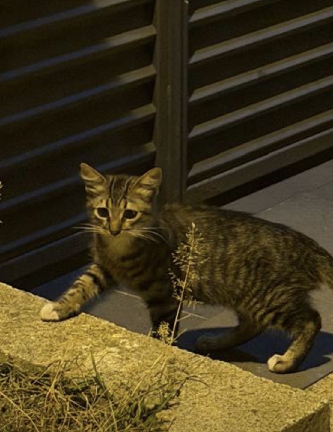 Kedi · siyah