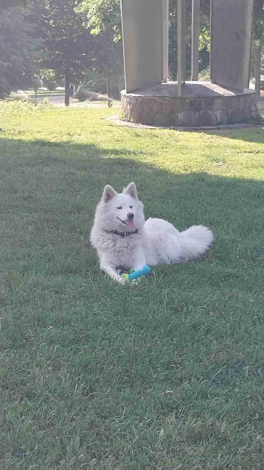 Samoyed