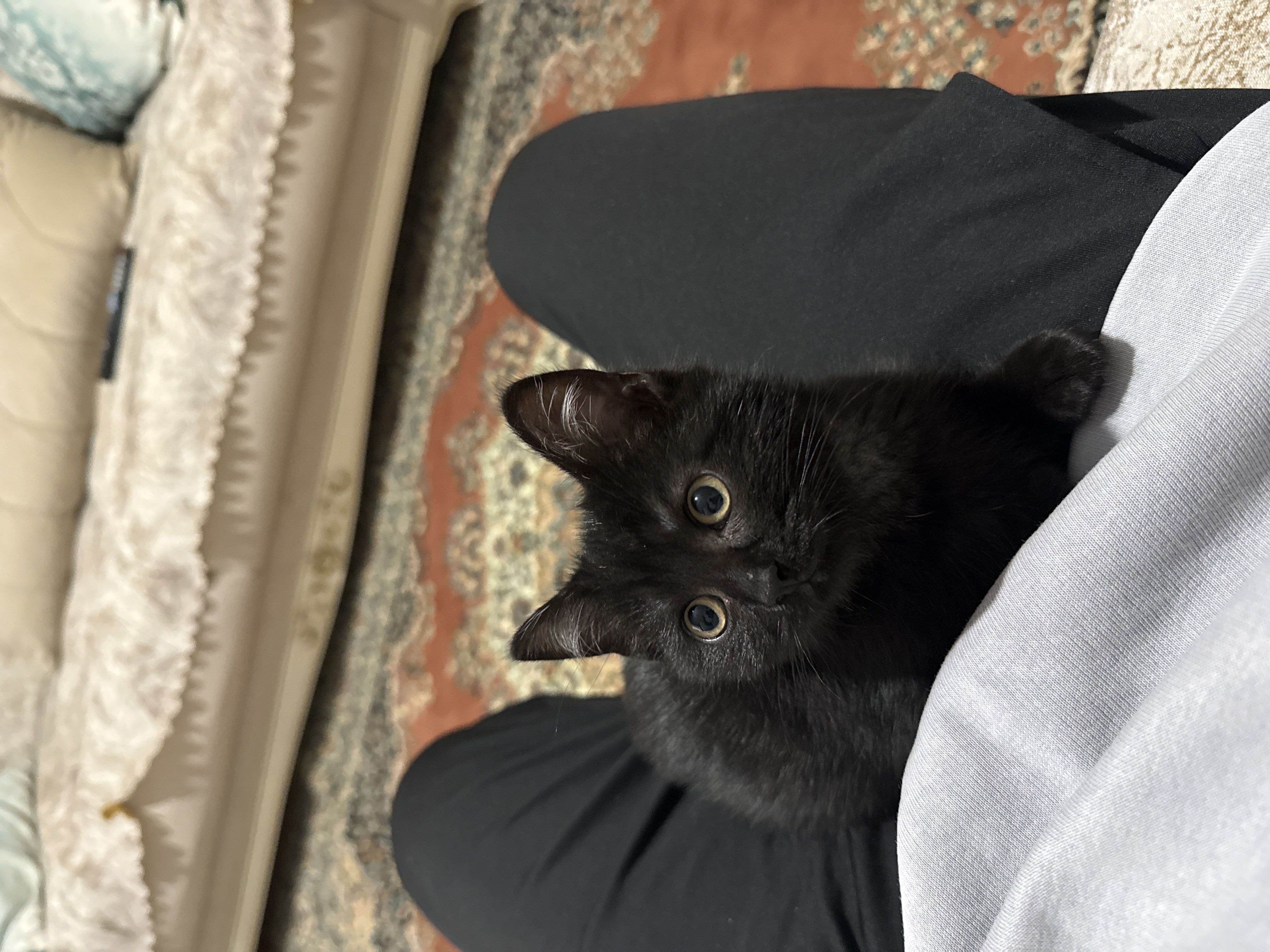 scotısh melez kedi