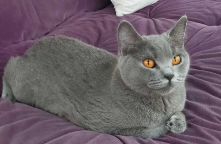 Kedi
