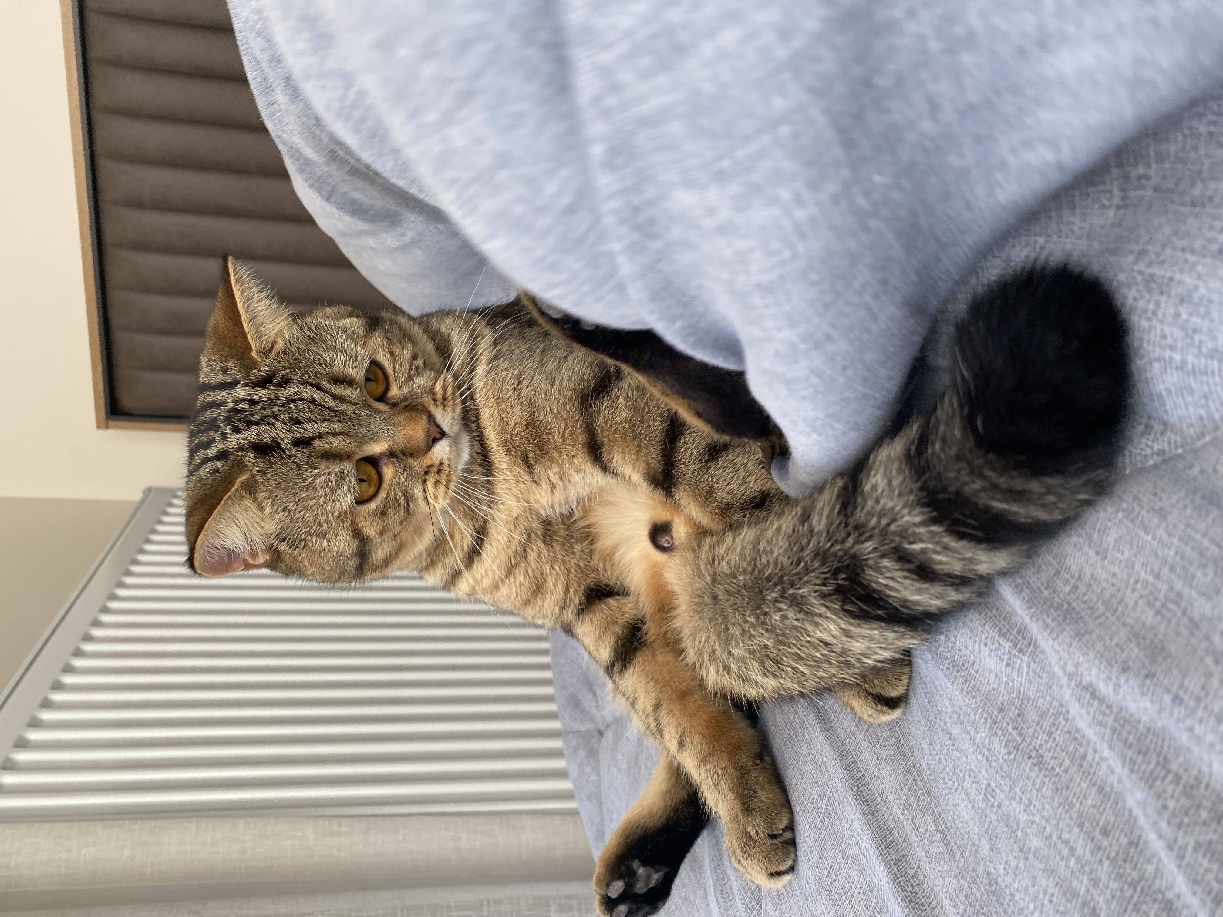 10-11 aylık kedi - sahiplendirme