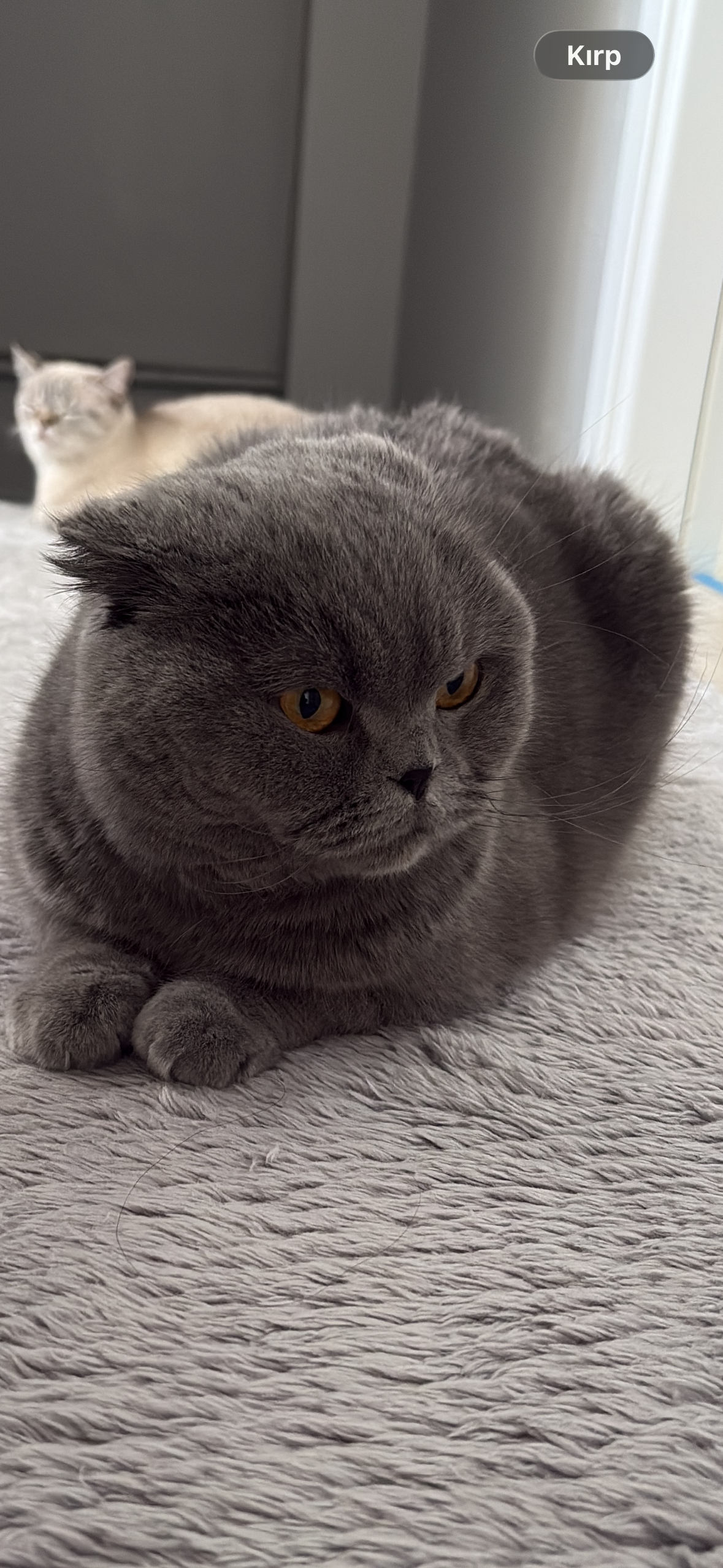 Scottish Fold