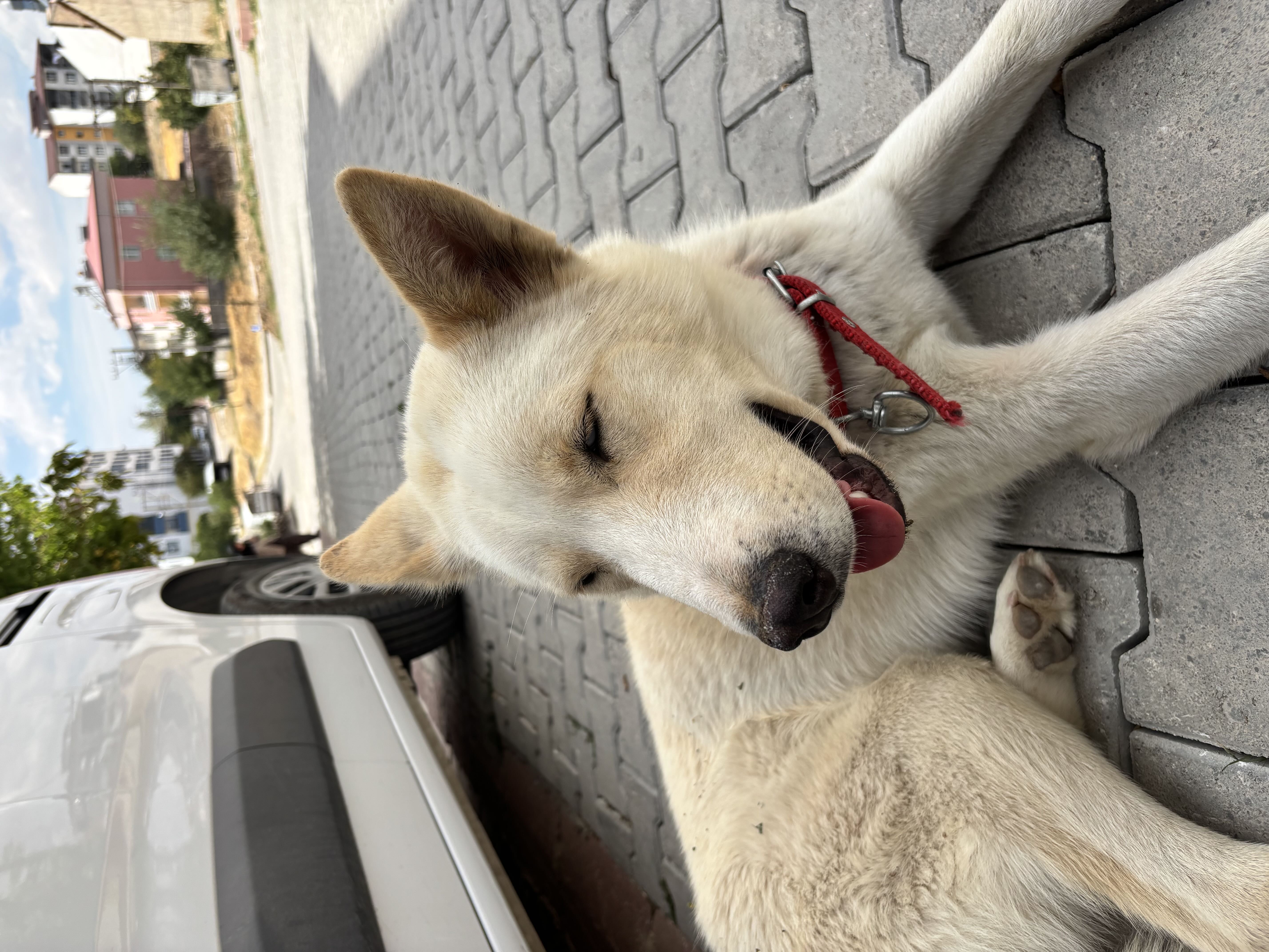 Köpek