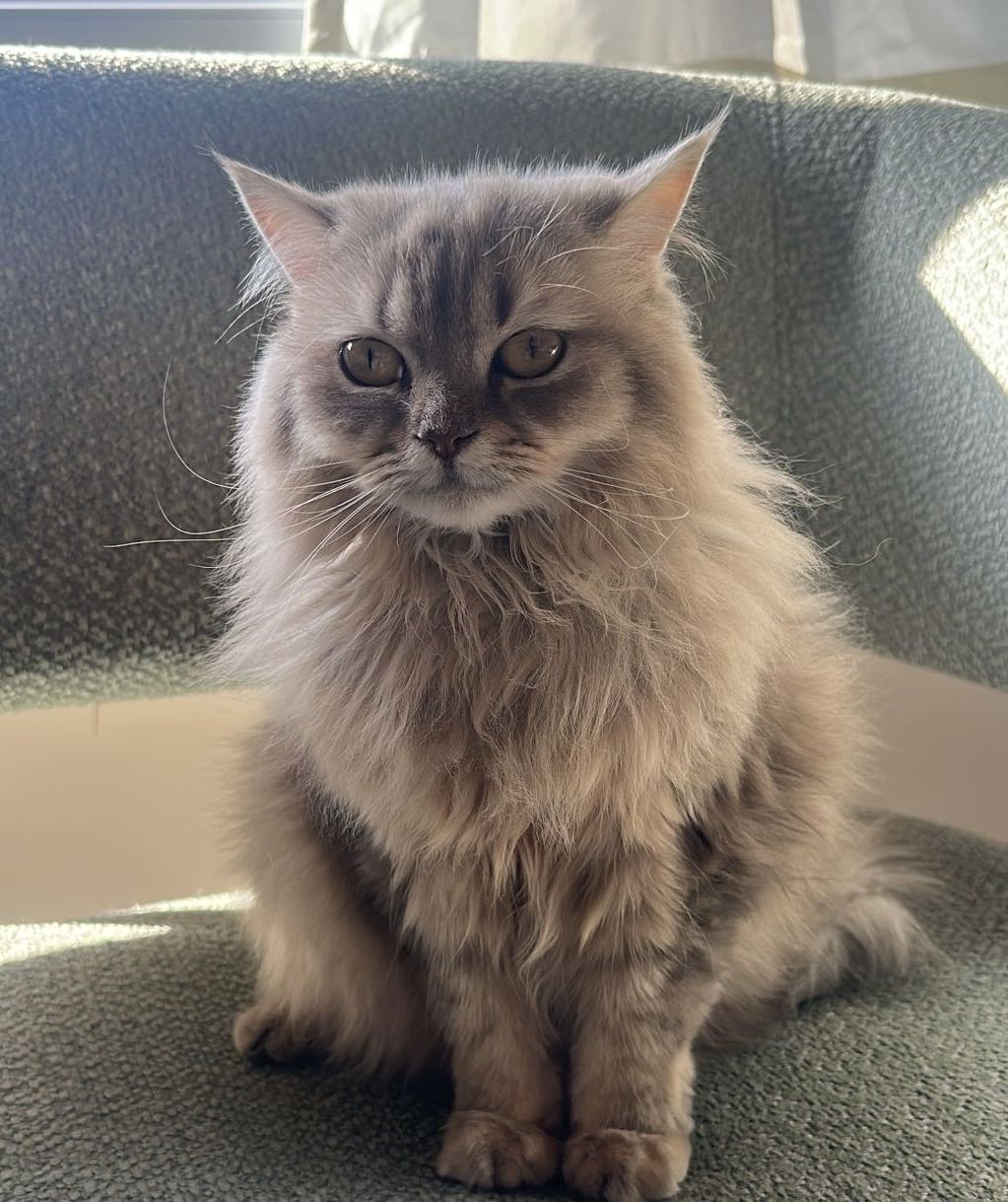Kedi