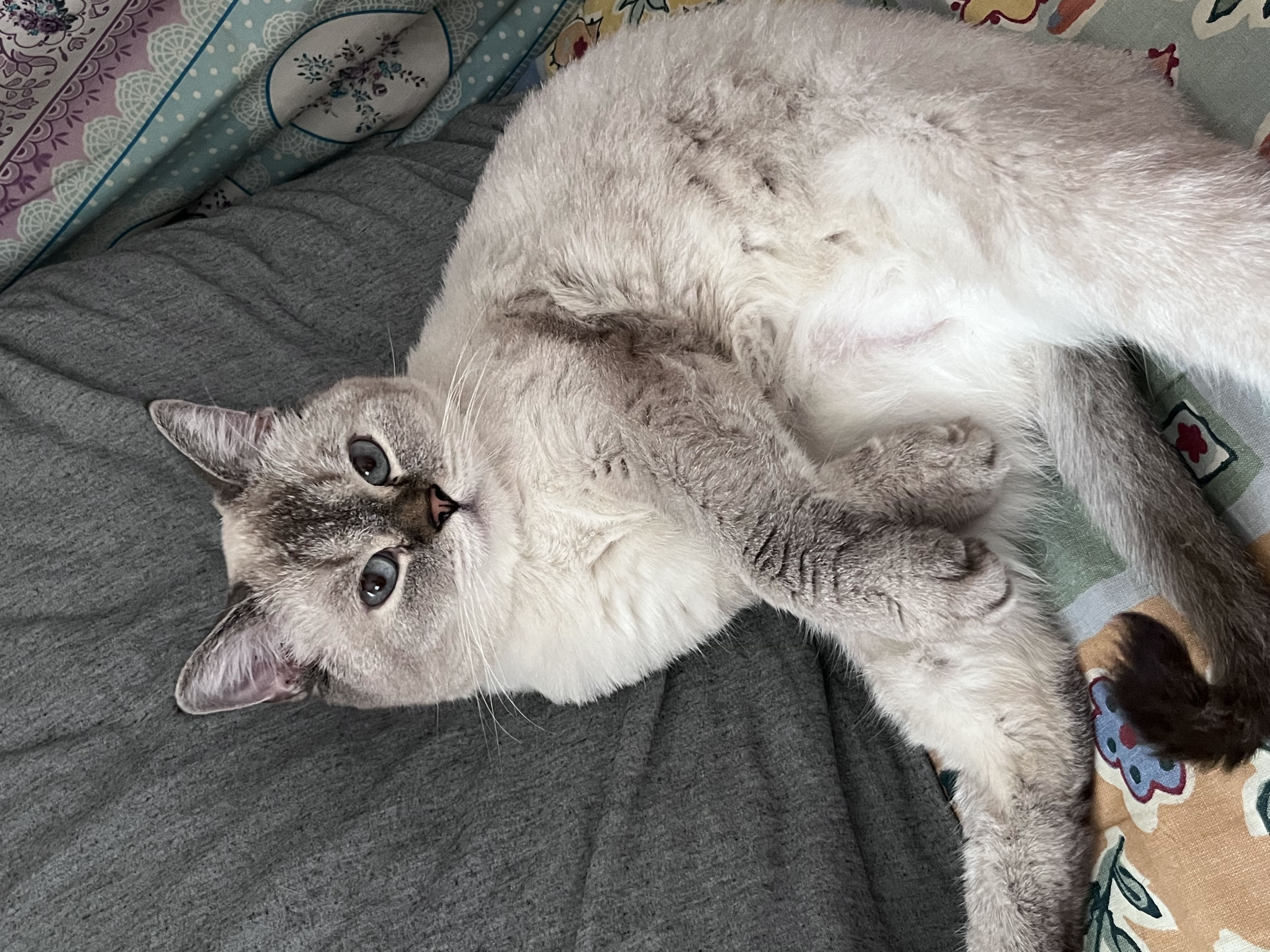Kedi
