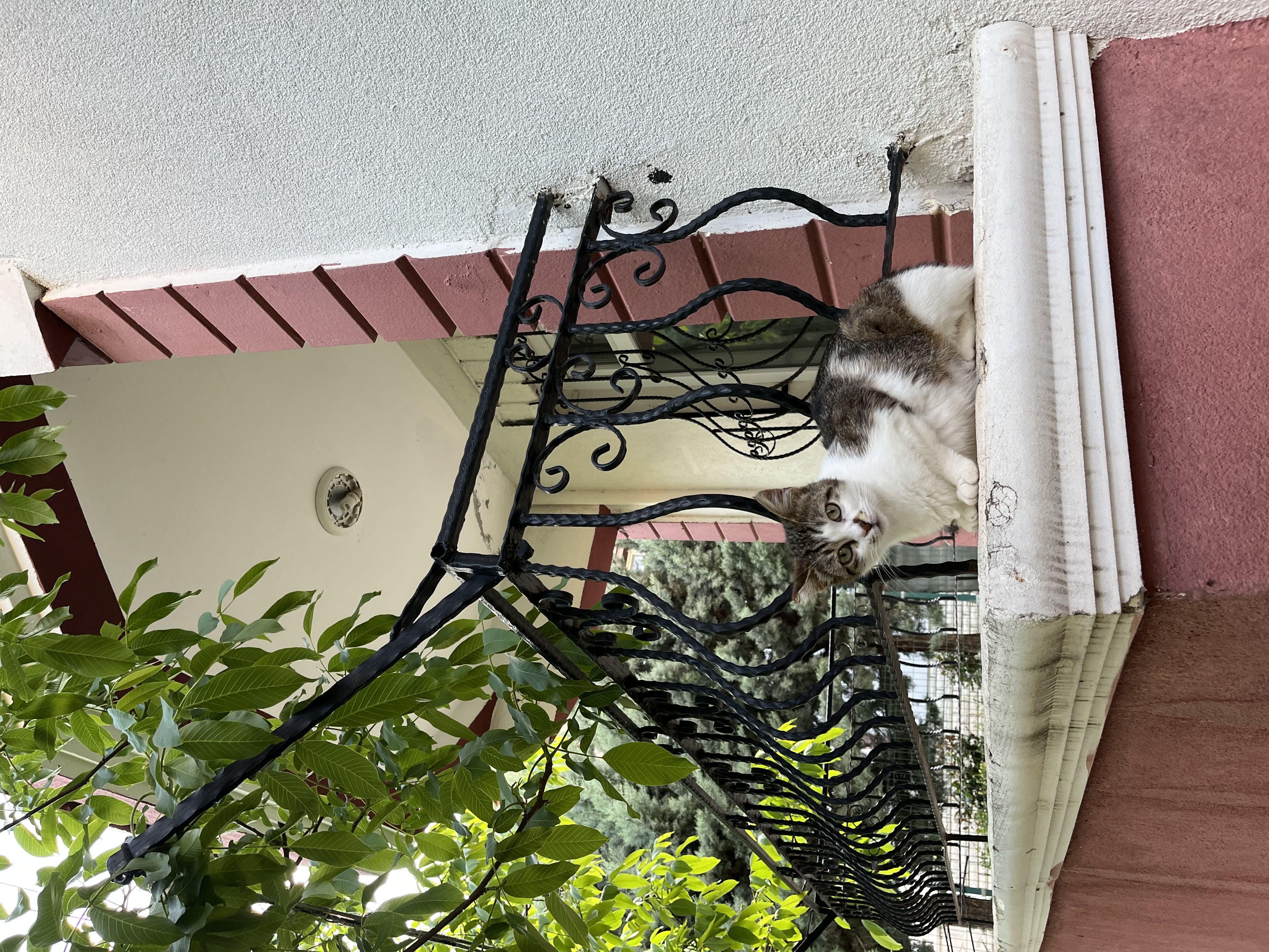 2-3 yaş dişi kedi - sahiplendirme