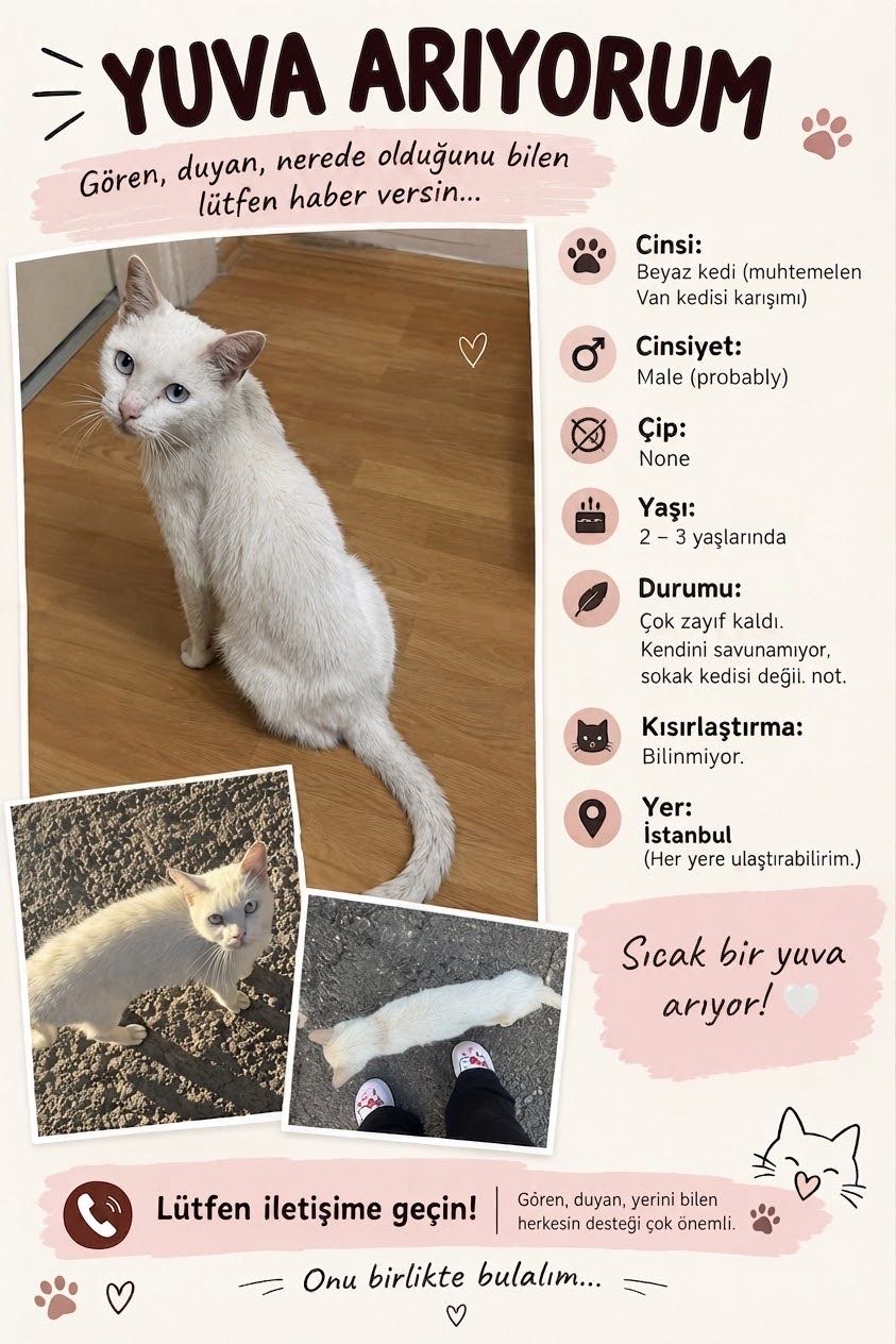 Kedi