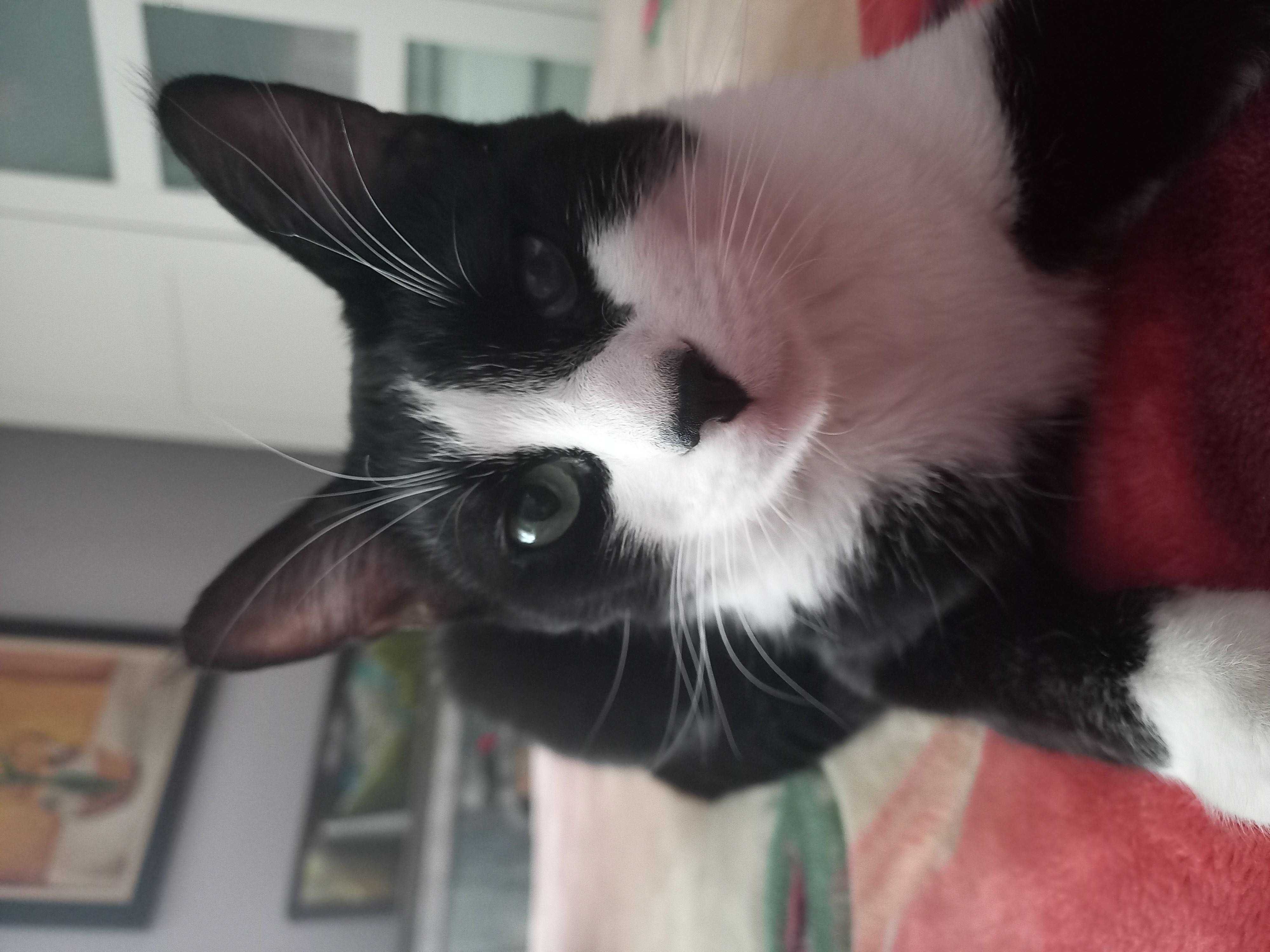 Kedi