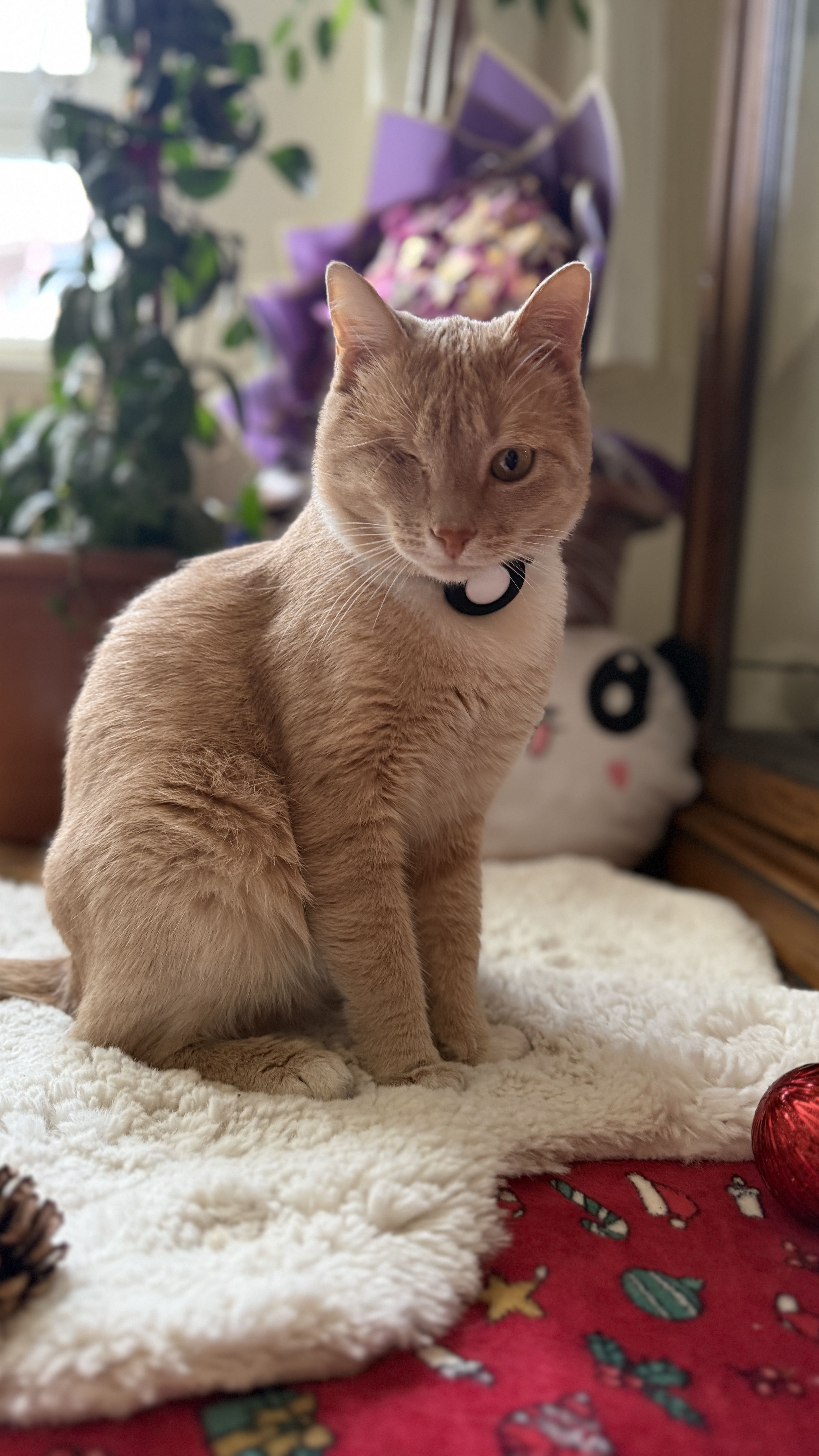 Kedi