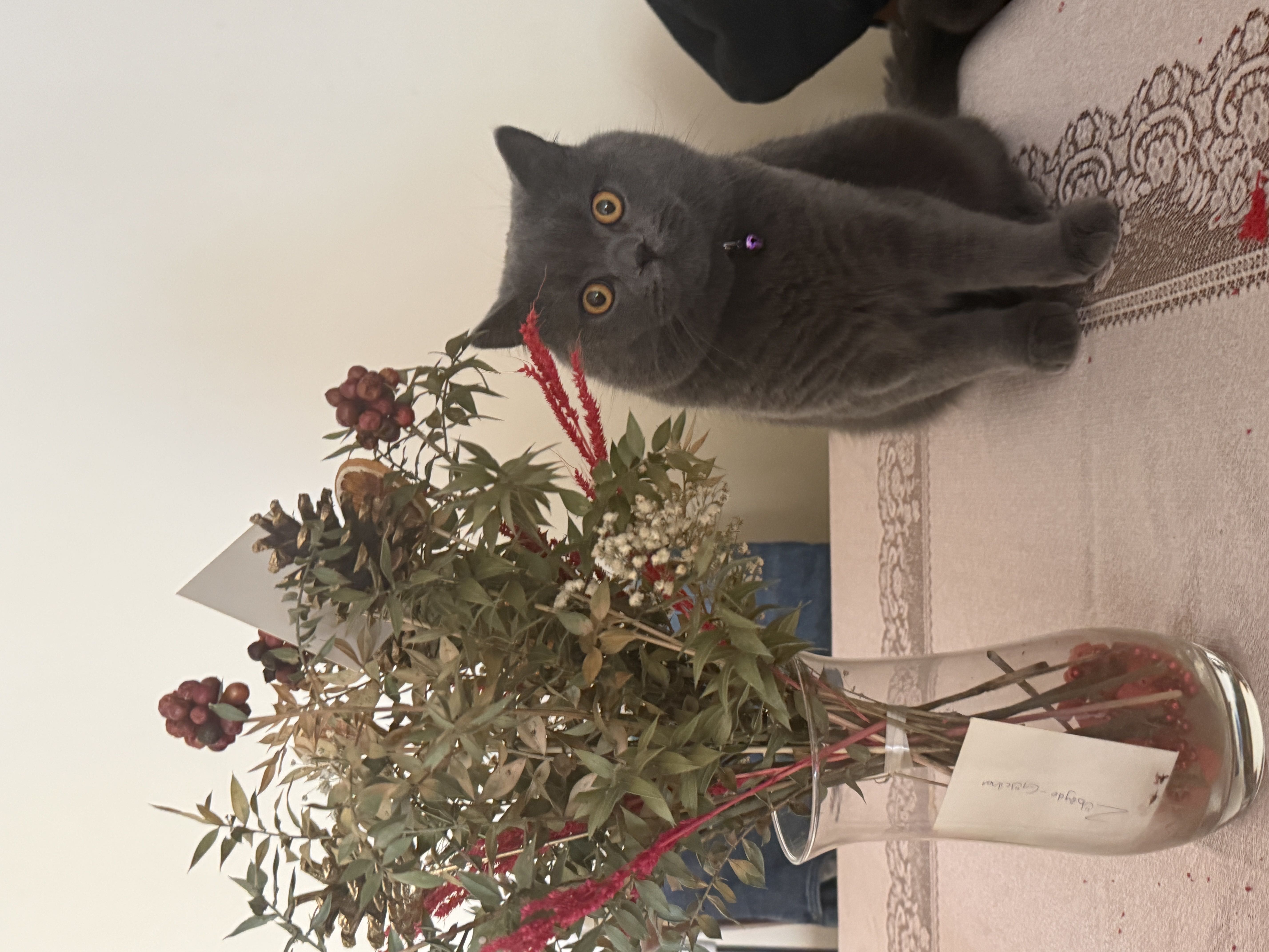 Kedi