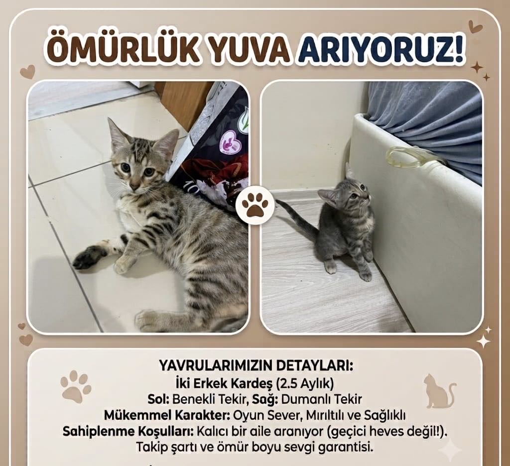 Yavrularımızı sahiplendiriyoruz