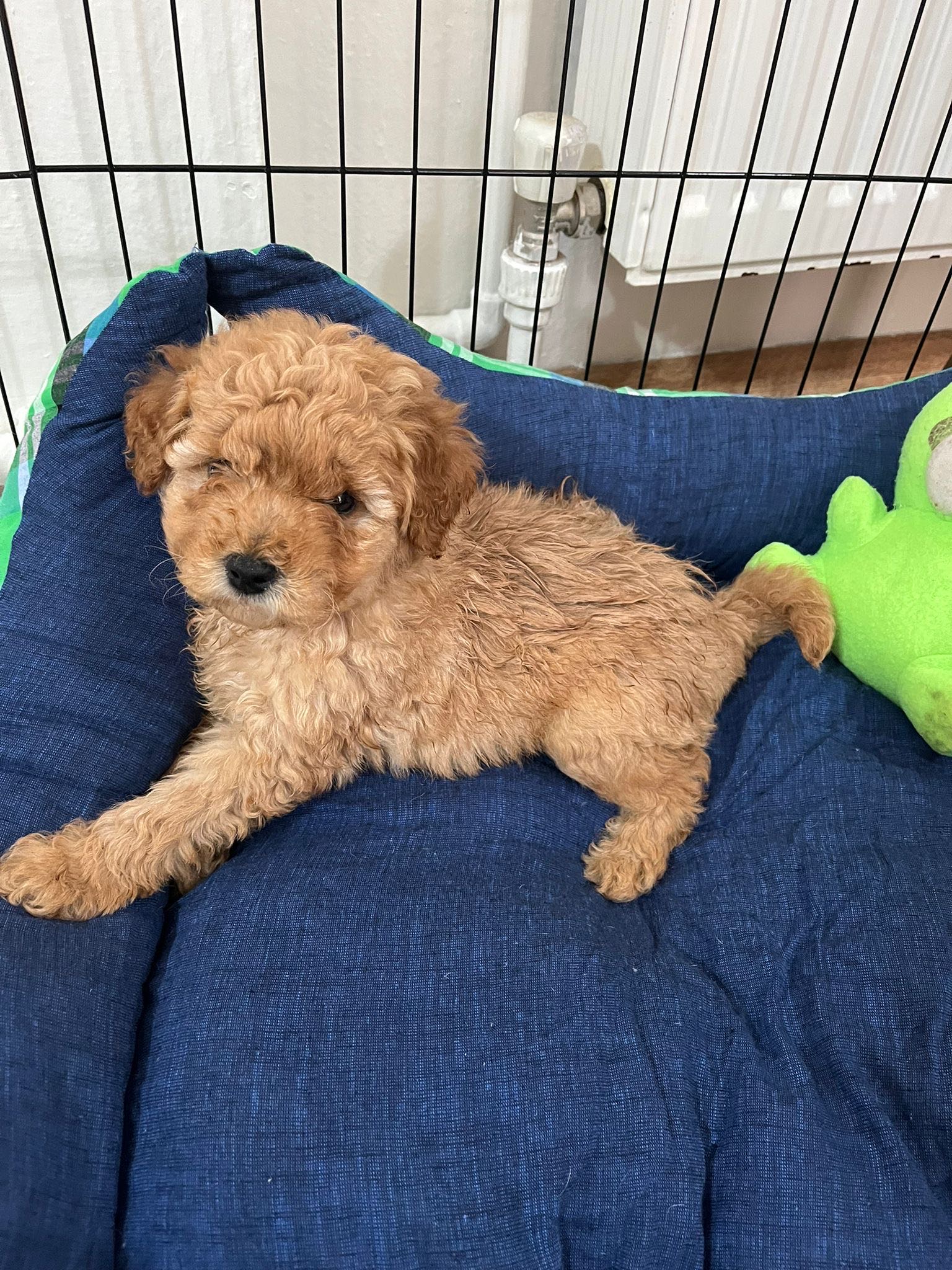 maltipoo 58 günlük