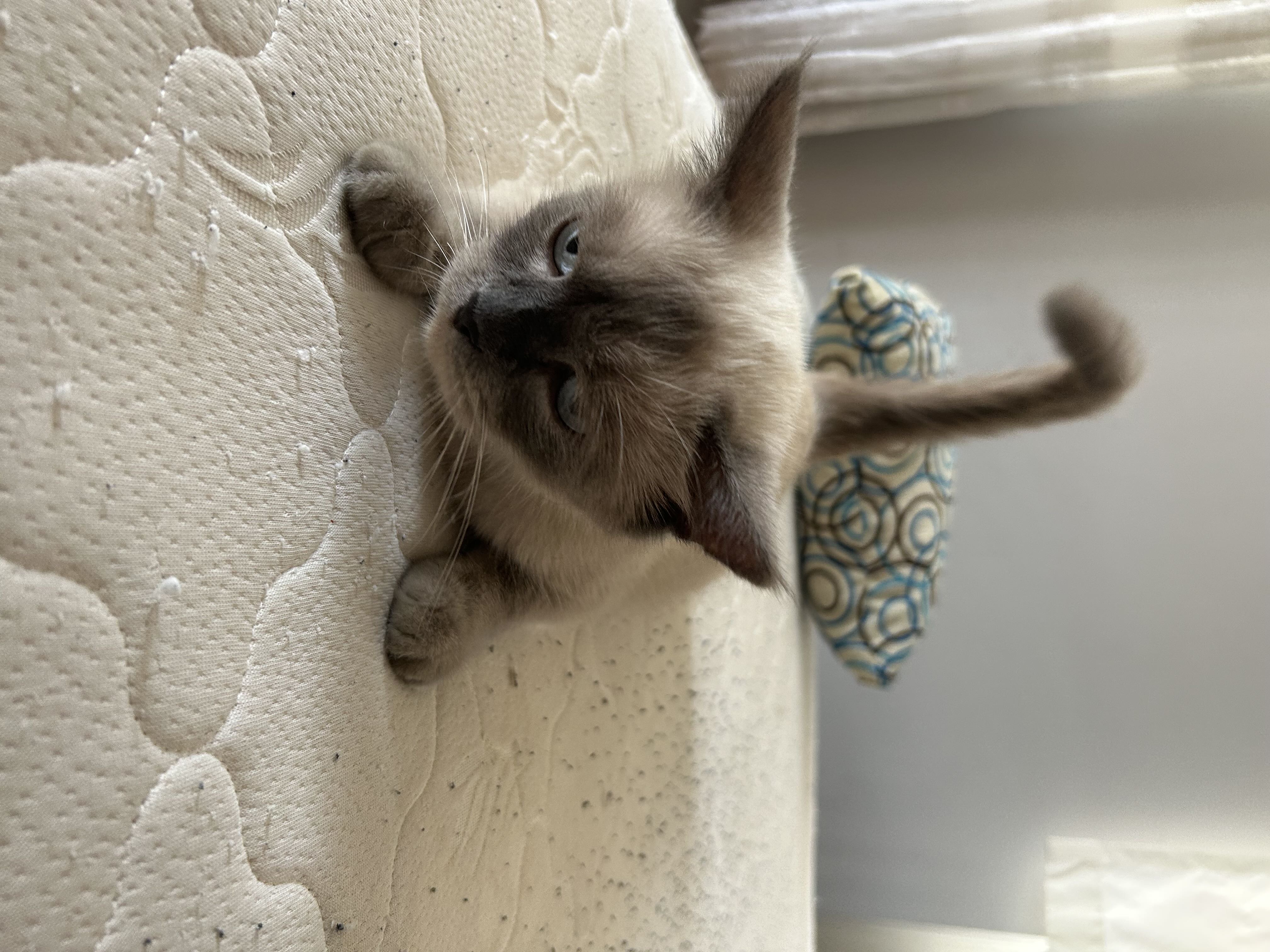 Kedi