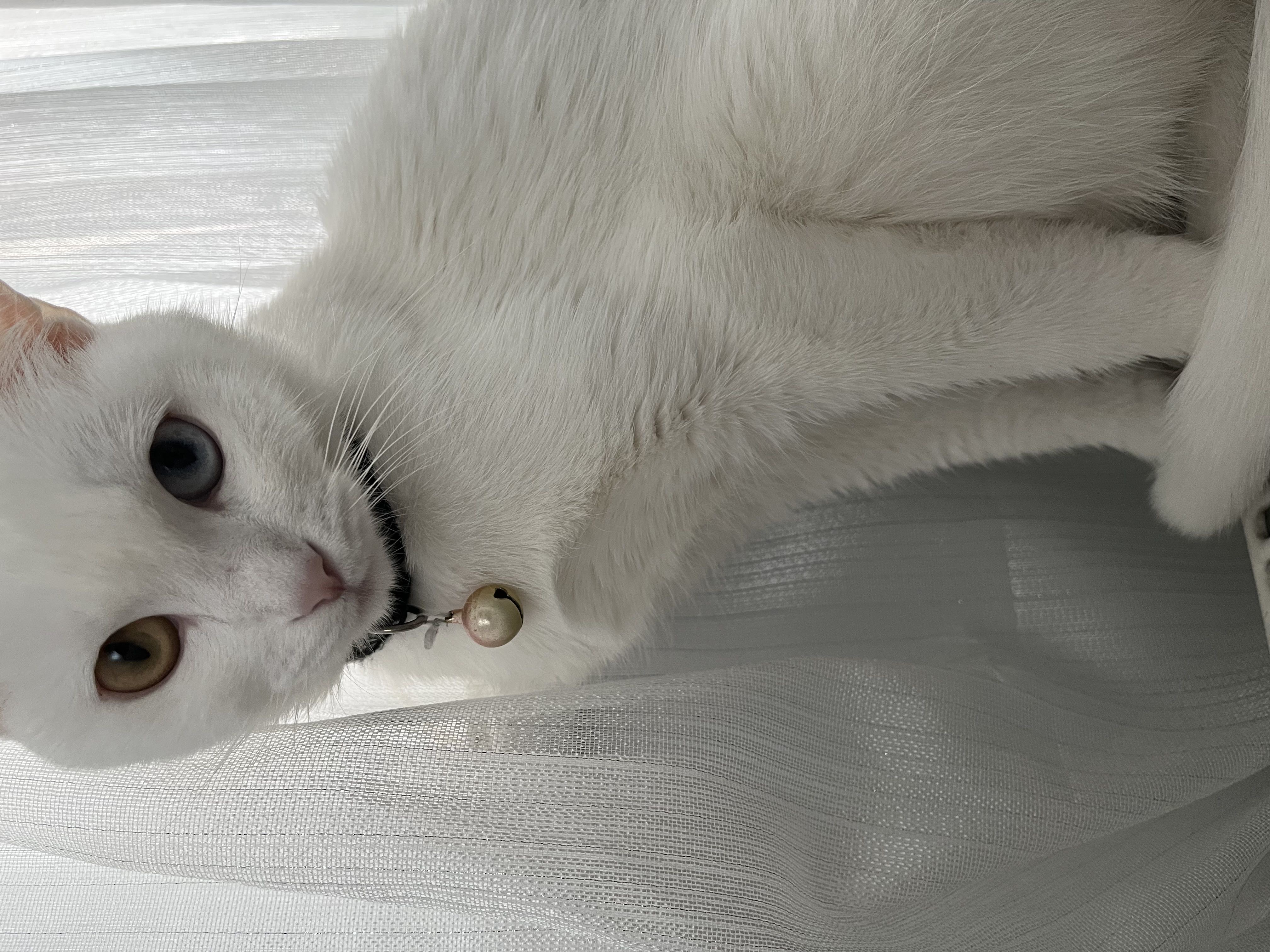 Kedi