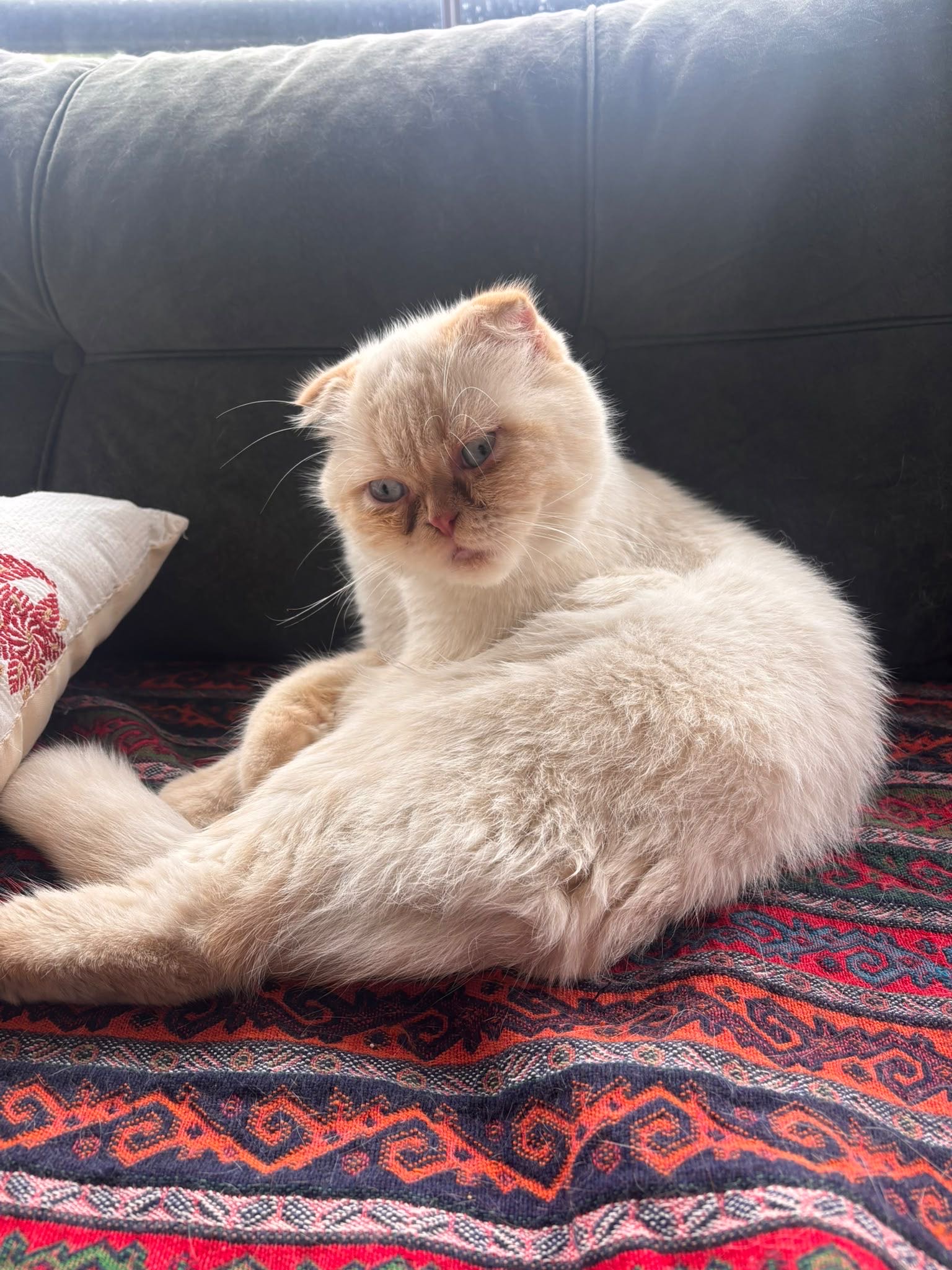Scottish Fold
