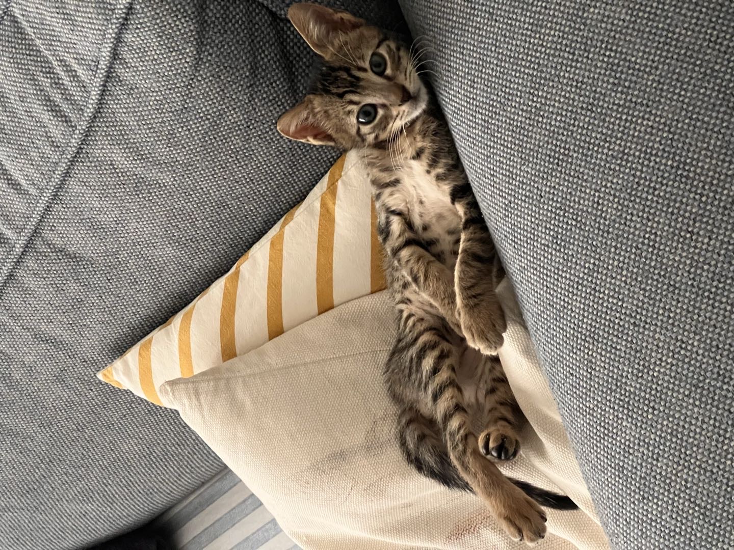Kedi