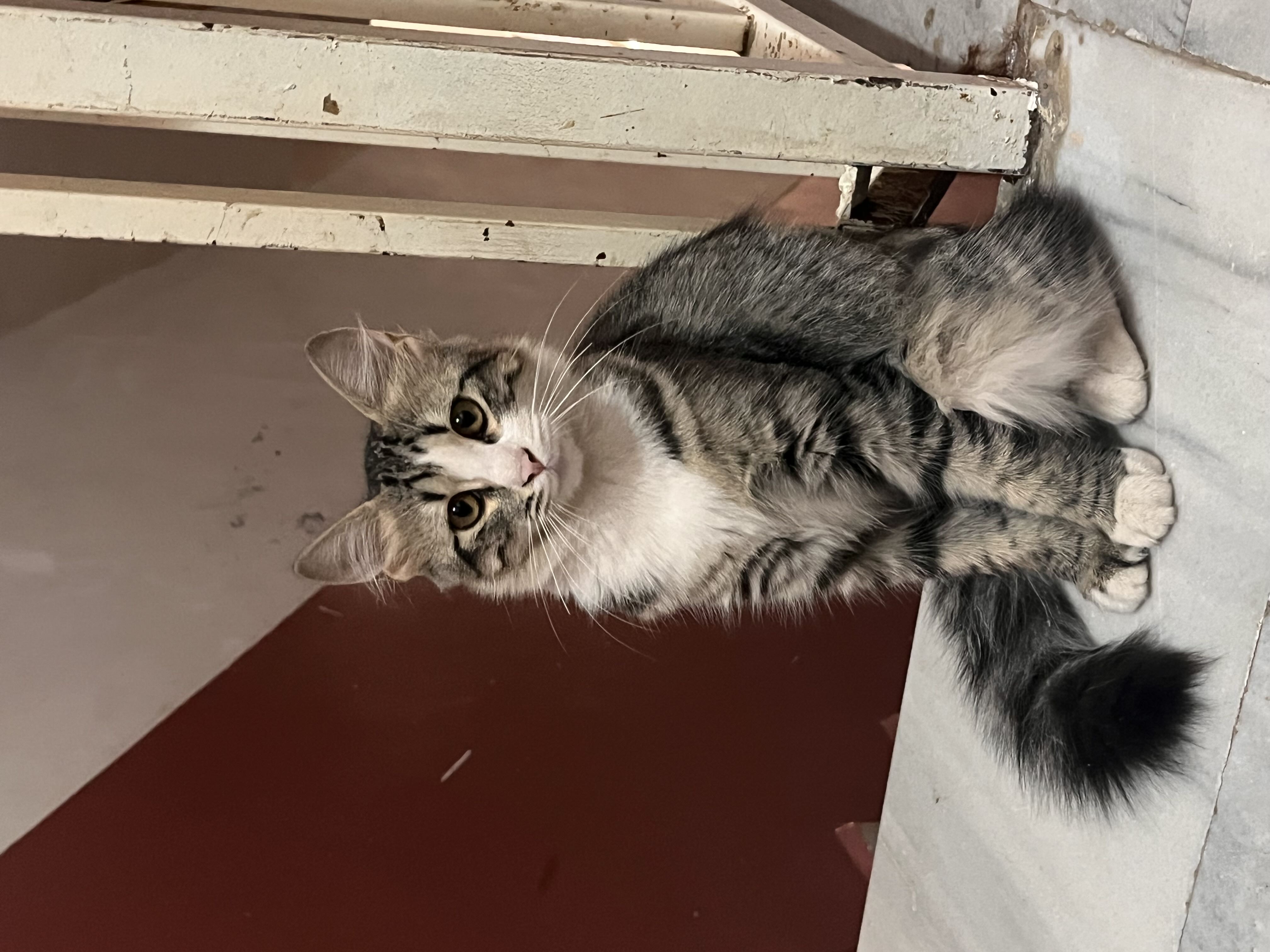 🐾 GÜZEL KIZIMIZA ÖMÜRLÜK YUVA ARIYORUZ 🐾