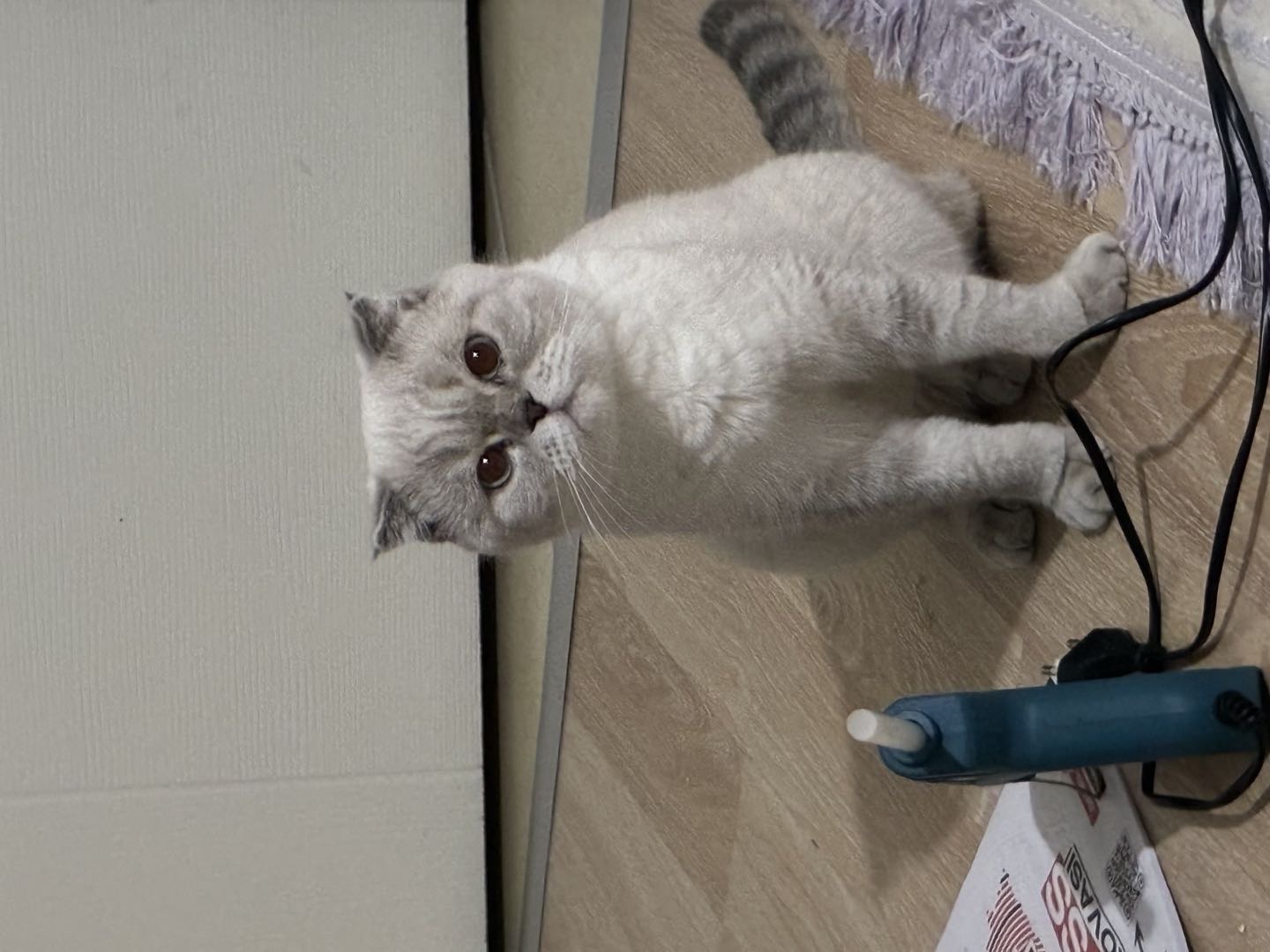 Scottish Fold