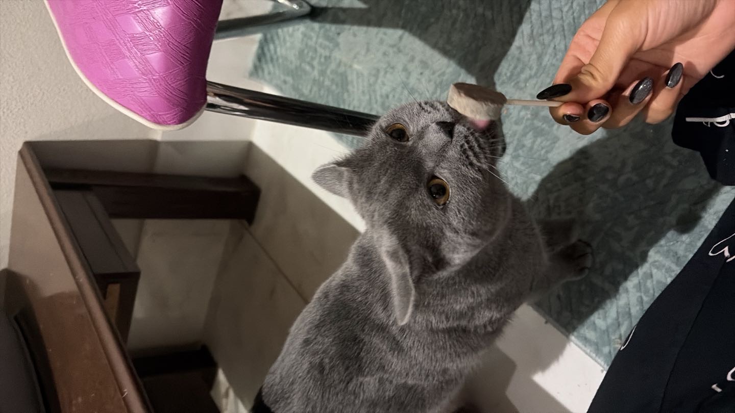 British Shorthair Yavru – Sevimli, Uysal ve Yeni Yuvasını Arıyor