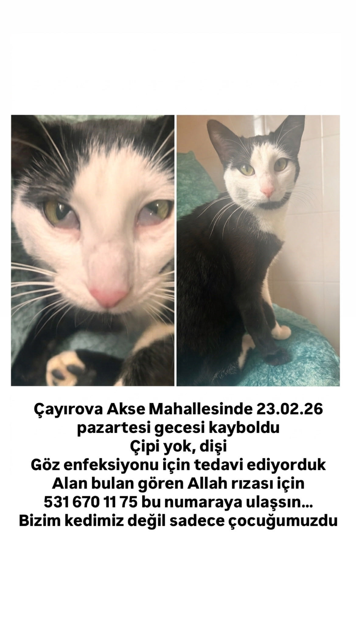 Kedi