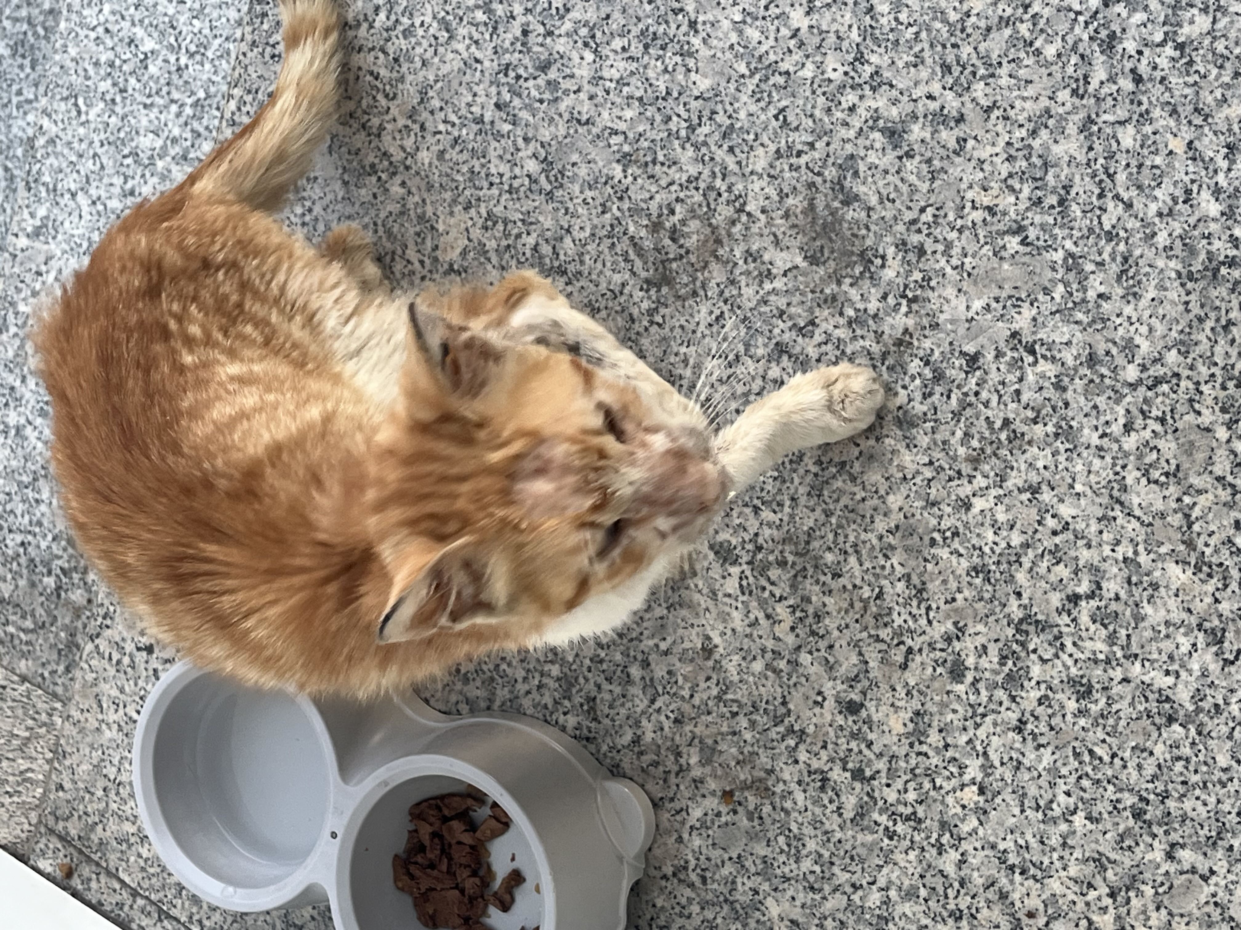 Kedi