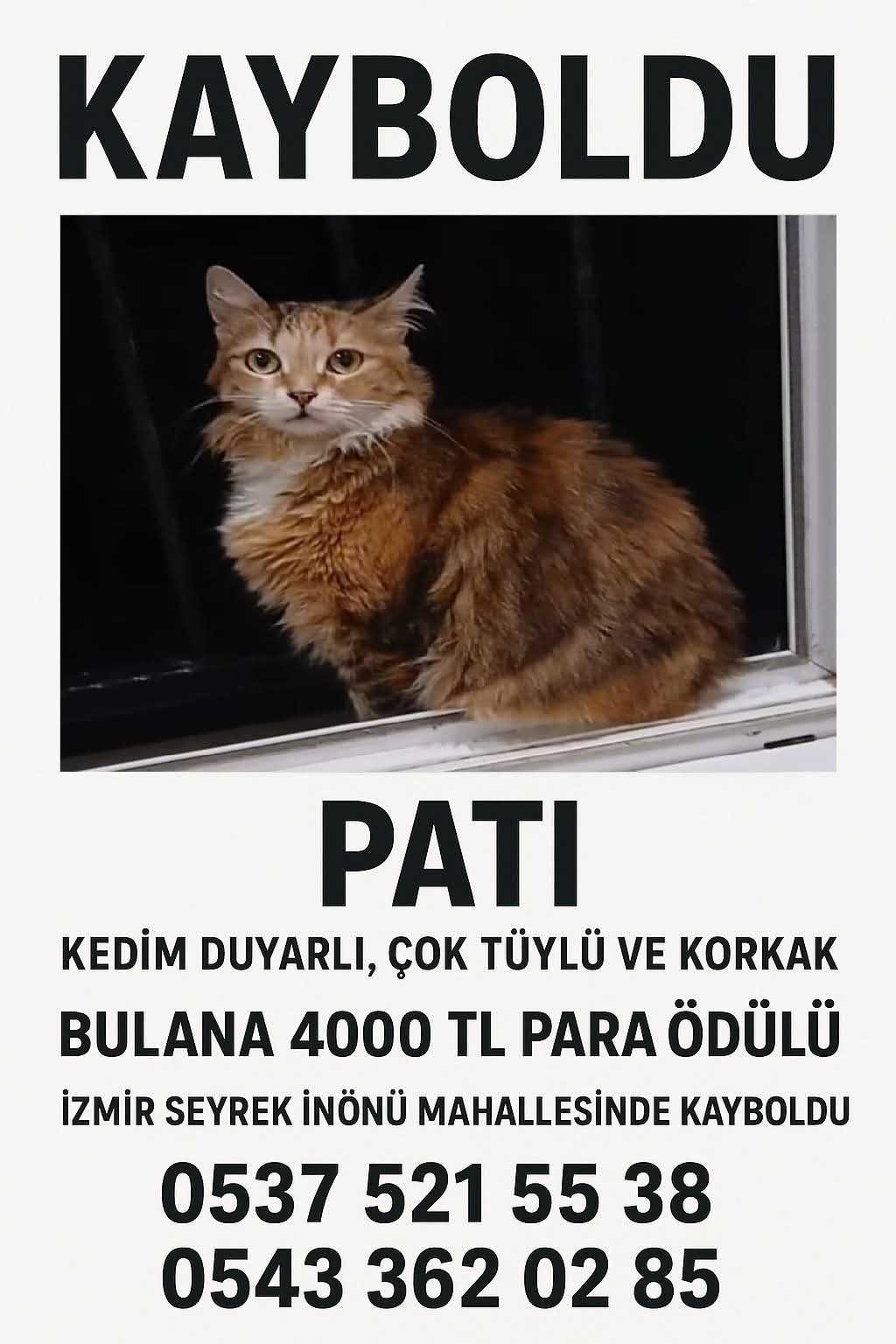 Kedi
