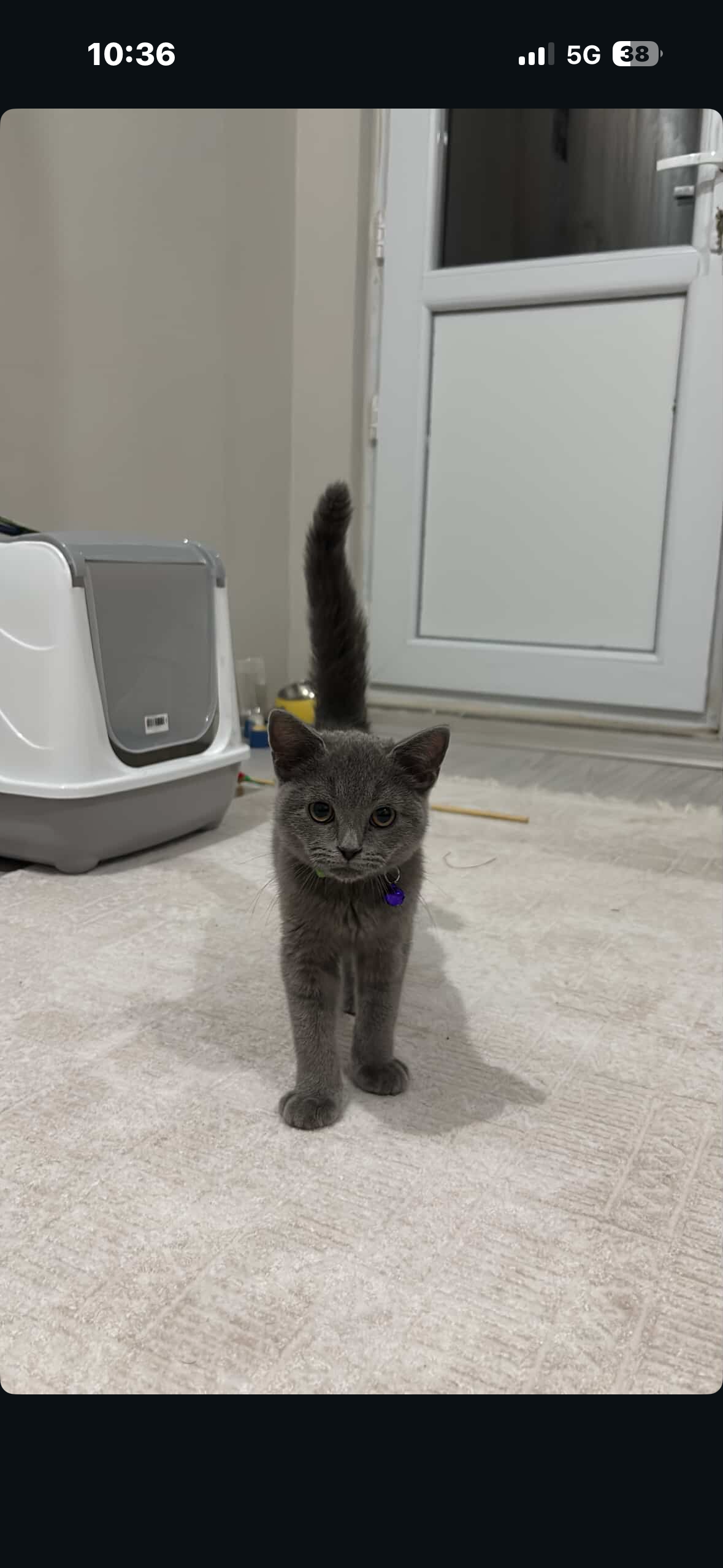 British Shorthair