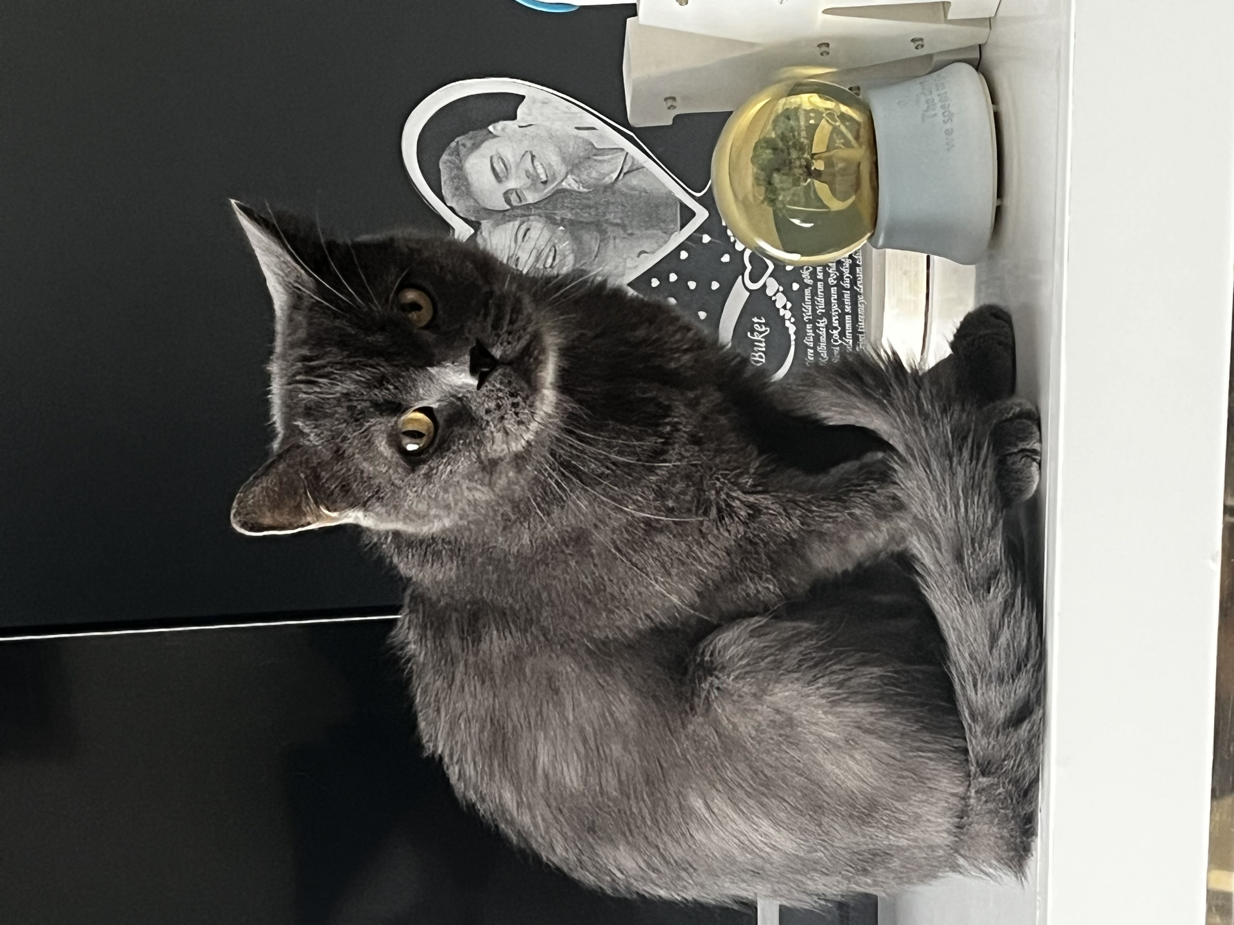 Kedi