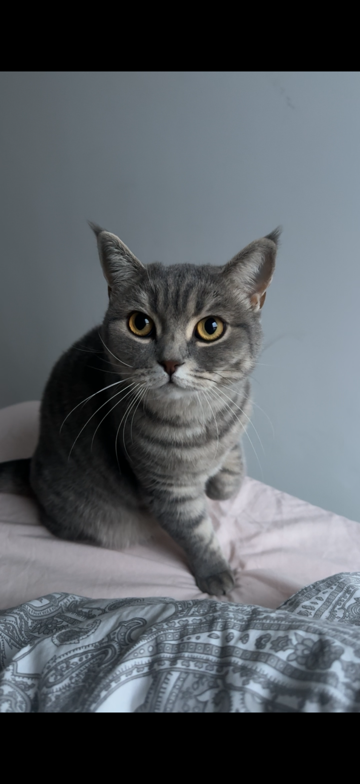 Kedi