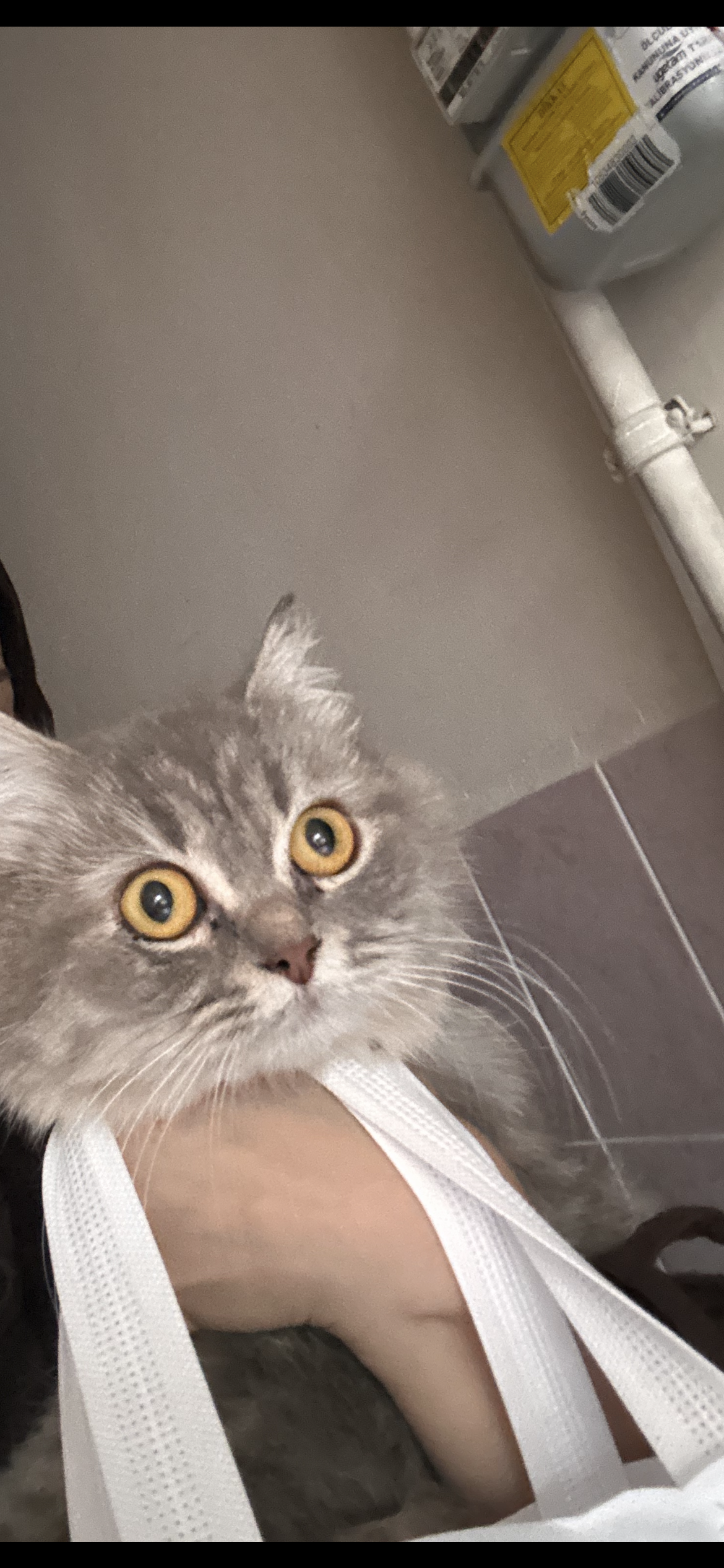 Kedi