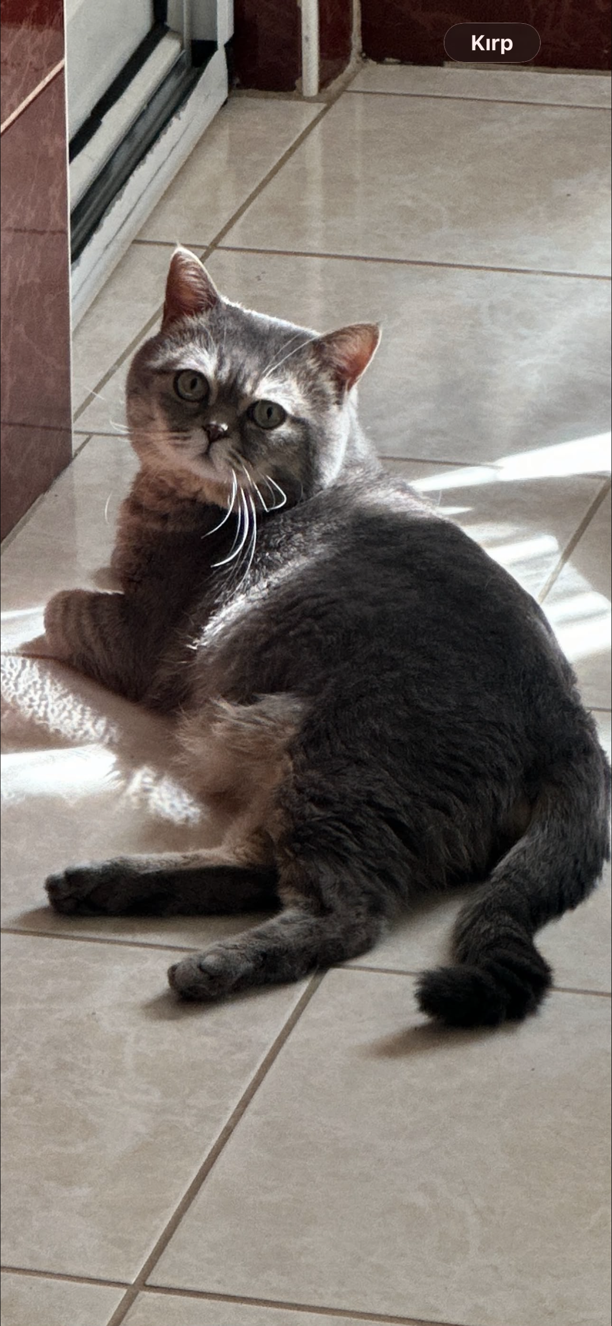 British Shorthair kurması 